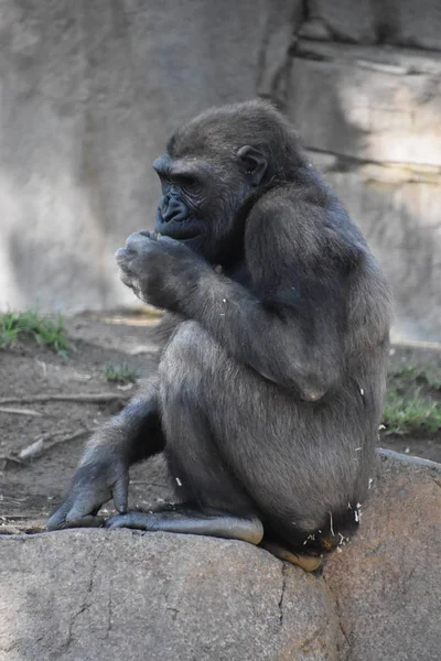 Chimpancé Zoológico — Foto de Stock