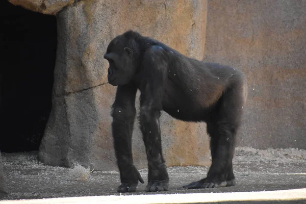 Chimpanzé Dans Zoo — Photo