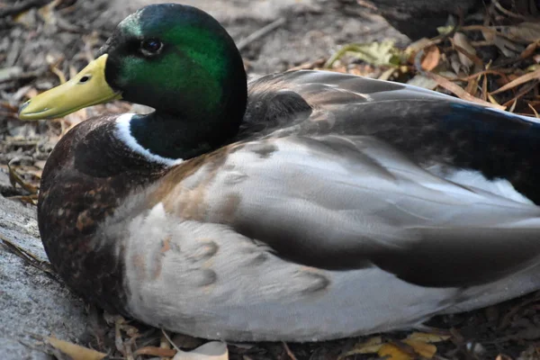 Hermoso Patito —  Fotos de Stock