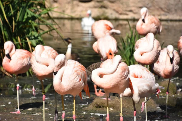 Flamingo Bir Hayvanat Bahçesi — Stok fotoğraf