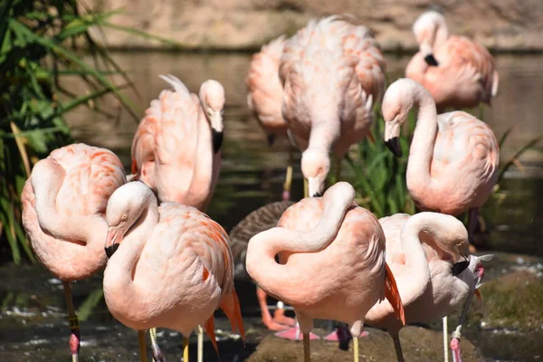 Flamingo Bir Hayvanat Bahçesi — Stok fotoğraf