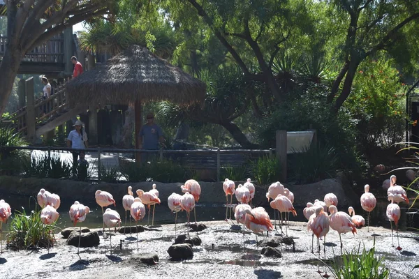 Flamingo Bir Hayvanat Bahçesi — Stok fotoğraf