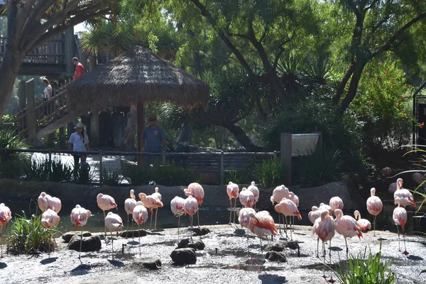 Flamingo Zoo — Stock Photo, Image