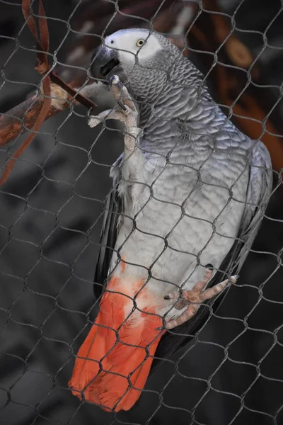 Burung Beo Abu Abu Afrika Kecil — Stok Foto