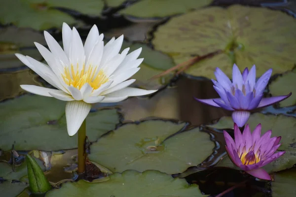 Lilies Pond — Stock Photo, Image