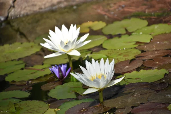 Lilies Pond — Stock Photo, Image