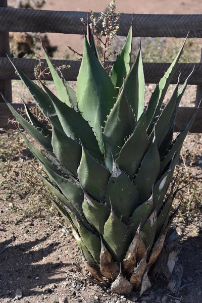 Kaktus Roślina Pustyni — Zdjęcie stockowe