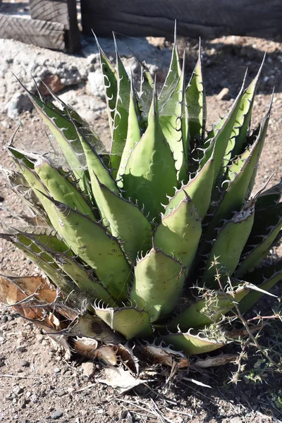 Кактусова Рослина Пустелі — стокове фото