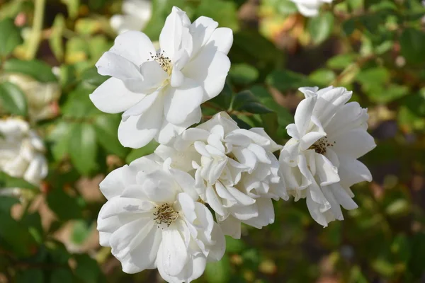 Bonitas Flores Blancas Primavera — Foto de Stock