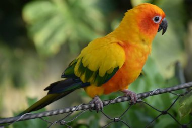 Renkli Küçük Güneş Muhabbet Kuşu