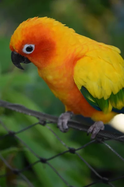 Барвисті Маленькі Сонячні Кільчаста Папуга — стокове фото