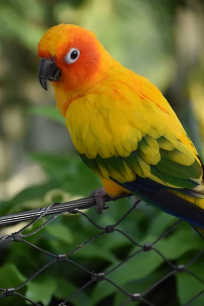 Красочный Солнечный Попугай — стоковое фото