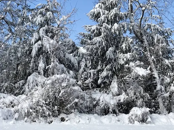 Beautiful Snowy Day Connecticut — Stock Photo, Image