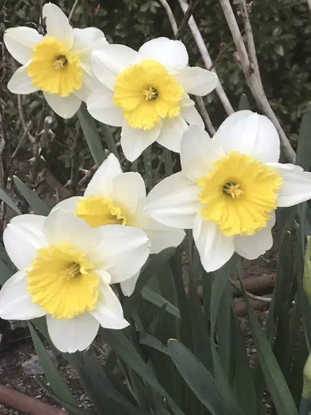 Mooie Narcissen Het Voorjaar — Stockfoto