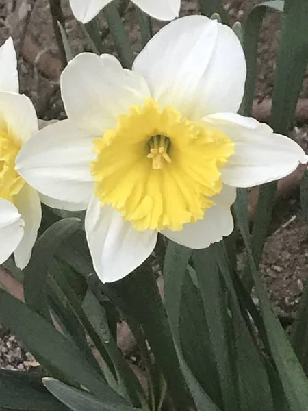 Bellissimi Narcisi Primavera — Foto Stock