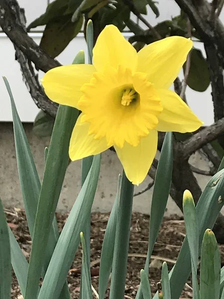 Belles Jonquilles Printemps — Photo