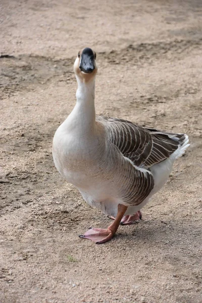 Eine Gans Freier Wildbahn — Stockfoto