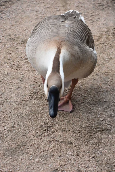 Une Oie Dans Nature — Photo