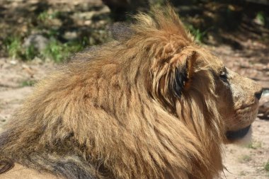 Hayvanat Bahçesinde Aslan