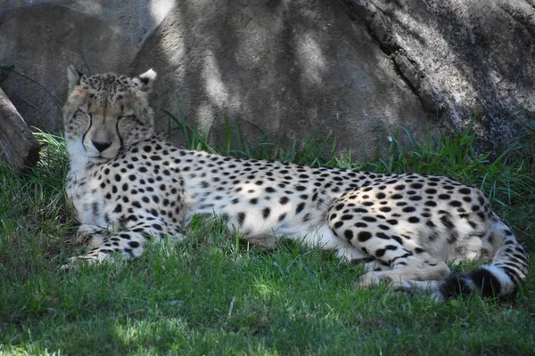 Cheetah Ett Zoo — Stockfoto