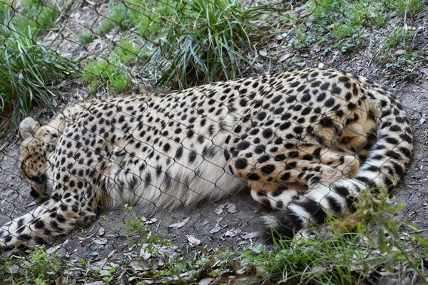 Cheetah Ett Zoo — Stockfoto