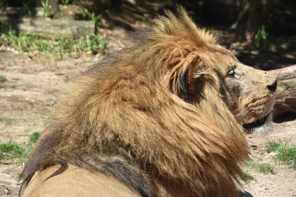 动物园的狮子 — 图库照片