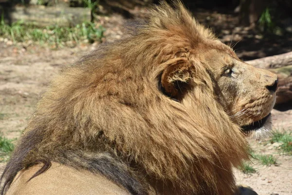 Lion Zoo — Stock Photo, Image