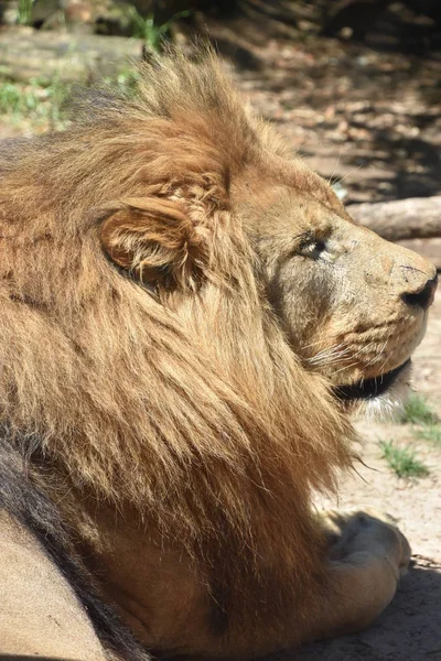 Lion Zoo — Stock Photo, Image