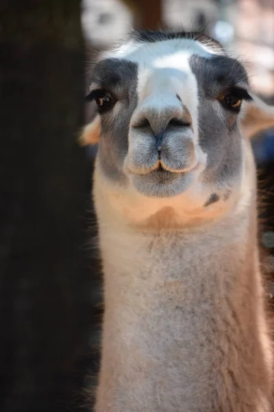 動物園のラマ — ストック写真