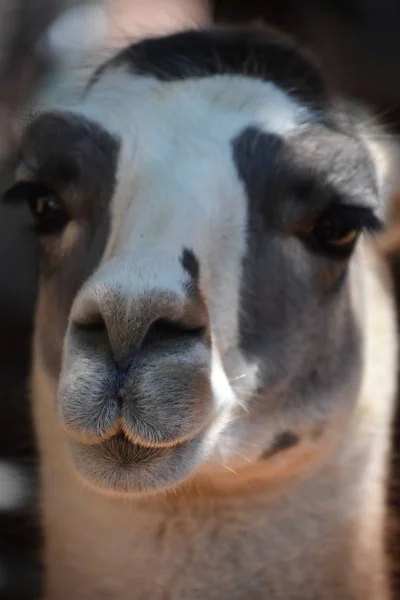 Llama Zoológico — Fotografia de Stock