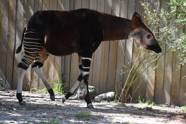 Okapi Zoológico — Fotografia de Stock