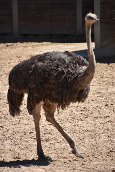 Avestruz Zoológico — Foto de Stock