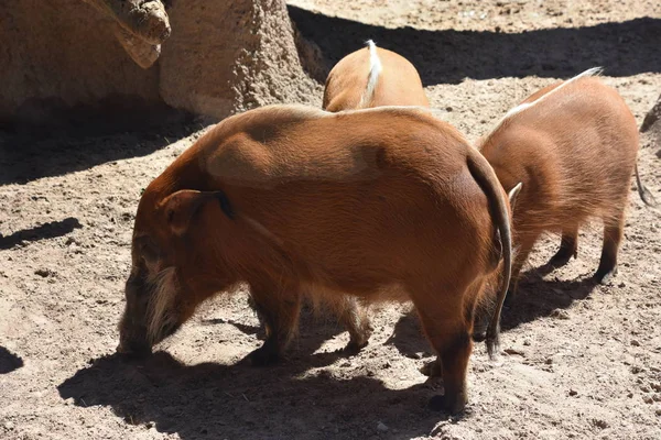 Cochon Rivière Rouge Dans Zoo — Photo