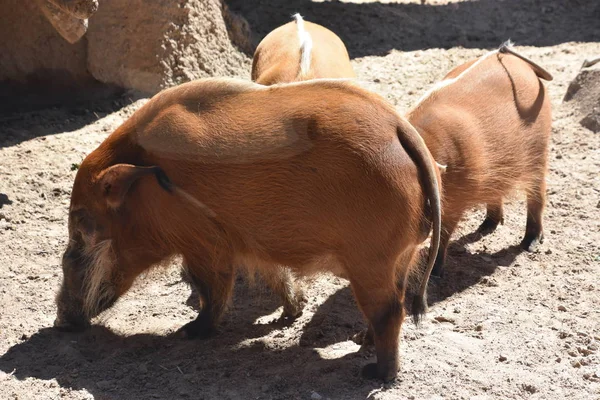 Ein Rotes Flussschwein Zoo — Stockfoto