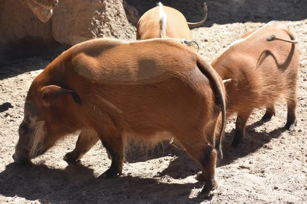 Ein Rotes Flussschwein Zoo — Stockfoto