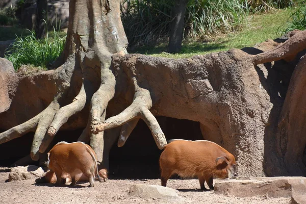 Red River Hog Uno Zoo — Foto Stock