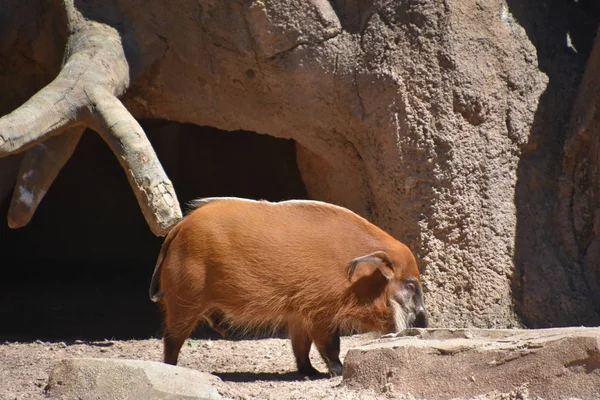 Porco Rio Vermelho Zoológico — Fotografia de Stock