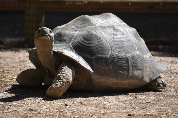 Tortoise Zoo — Stock Photo, Image