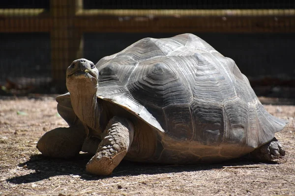 Tortoise Zoo — Zdjęcie stockowe