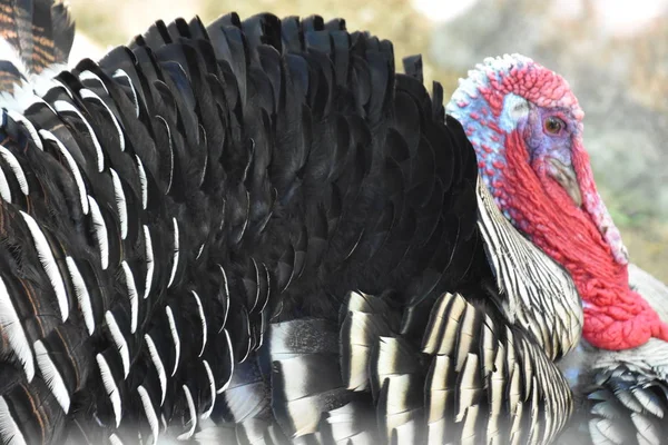 Pavo Una Granja — Foto de Stock