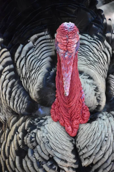 Uma Turquia Uma Fazenda — Fotografia de Stock