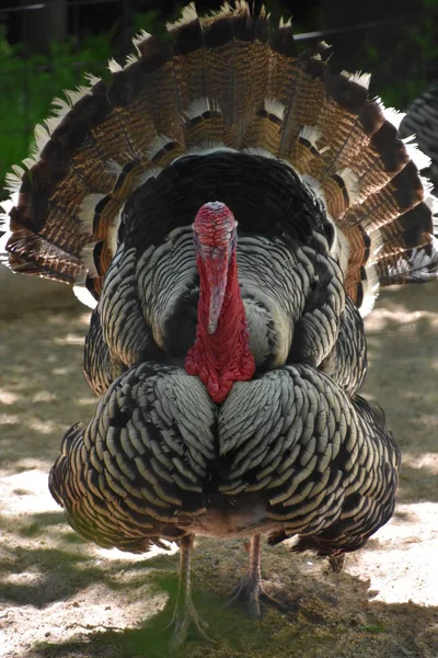 Pavo Una Granja — Foto de Stock