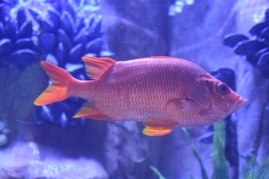 Bir akvaryum renkli balık