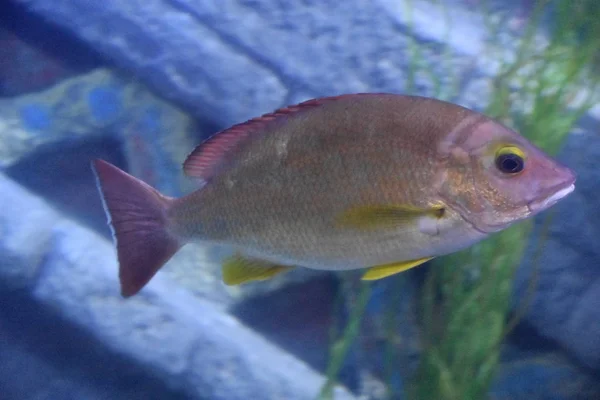Kleurrijke Vissen Een Aquarium — Stockfoto