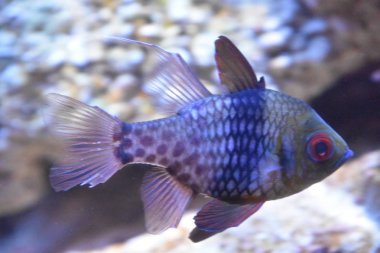 Bir akvaryum renkli balık