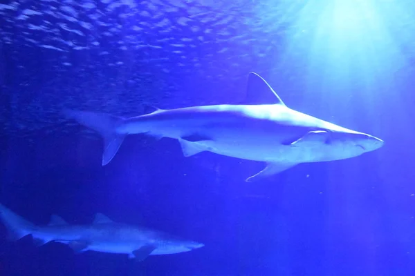 Houston Abr Viaje Tiburones Acuario Downtown Aquarium Houston Texas Abril — Foto de Stock