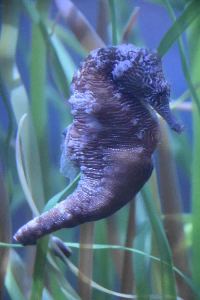 Ein Seepferdchen Aquarium — Stockfoto