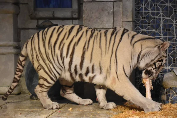 Close White Tiger — Stock Photo, Image