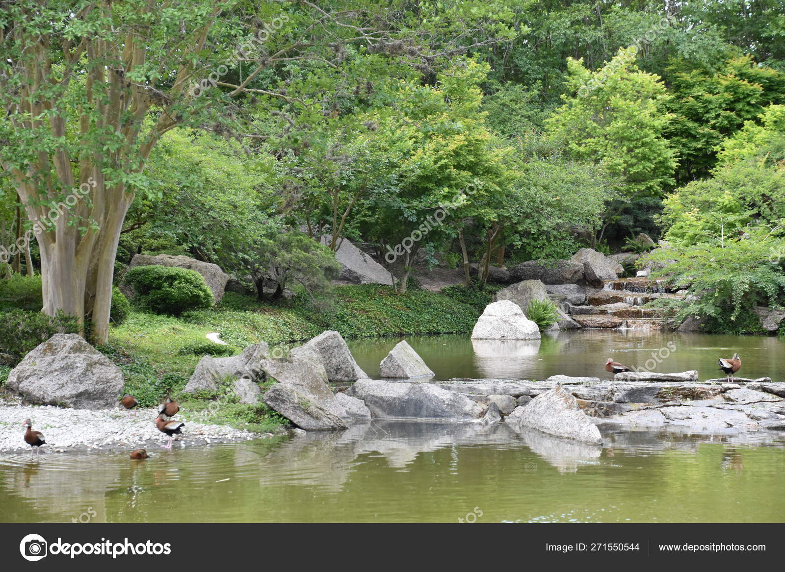 Japanese Garden Hermann Park Houston Texas Stock Photo