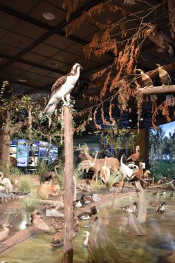 HOUSTON, TX - 22 Nisan 2019 'da Houston Doğal Bilim Müzesi Houston, Teksas' taki Hermann Park 'ta görüldü..